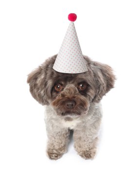 Beyaz arka planda parti şapkası olan şirin bir köpek.