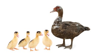 Beyaz arka planda ördek ve küçük tüylü ördek yavruları