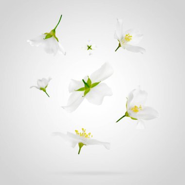 Güzel yasemin çiçekleri açık arkaplanda