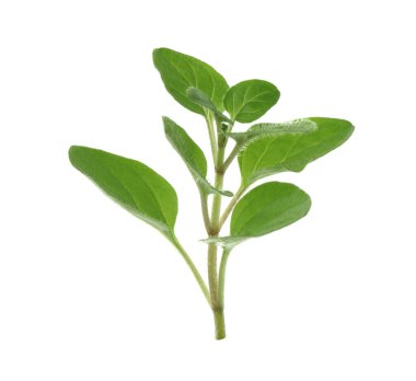 Taze yeşil kekik suyu beyazda izole edilmiş.