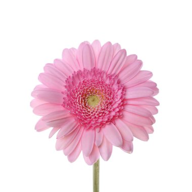 Güzel bir pembe gerbera çiçeği beyazın üzerinde izole edilmiş.