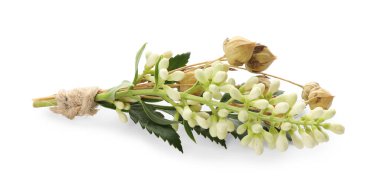 Küçük şık bir yaka çiçeği, beyaza izole edilmiş.