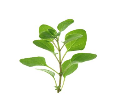 Taze yeşil kekik suyu beyazda izole edilmiş.