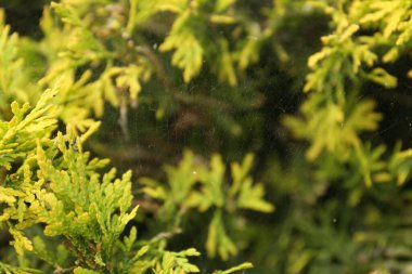 Yeşil thuja çalılığında örümcek ağı Açık havada, yakın plan