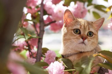 Çiçek açan bahar ağacı dallarının arasında sevimli bir kedi.