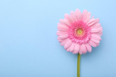 Açık mavi arka planda güzel bir pembe gerbera çiçeği, üst manzara. Metin için boşluk