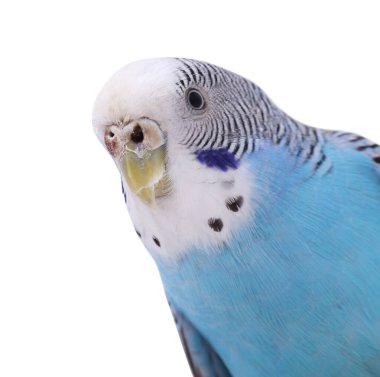 Beyaz arka planda güzel, parlak bir papağan. Egzotik hayvan