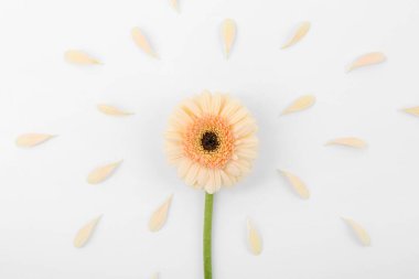 Güzel Gerbera çiçeği ve beyaz arka planda taç yaprakları, üst manzara