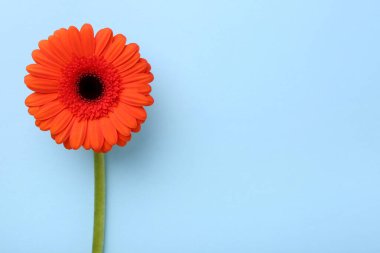 Açık mavi arka planda güzel turuncu gerbera çiçeği, üst manzara. Metin için boşluk