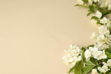 Aromatik yasemin çiçekleri ve bej arka planda yeşil yapraklar. Metin için boşluk