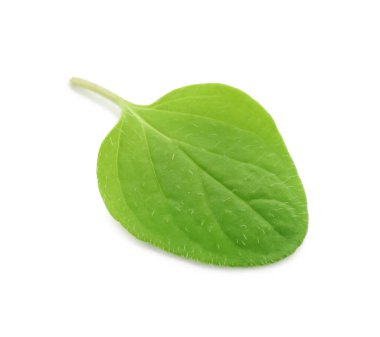 Taze yeşil kekik yaprağı beyaza izole edilmiş.