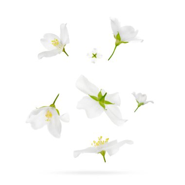 Beyaz arka planda havada güzel yasemin çiçekleri