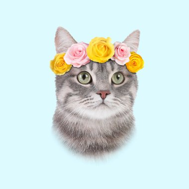Açık mavi arka planda çiçek çelengi olan sevimli bir kedi. Hayvan portresi