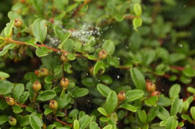 Cotoneaster çalılarının üzerine çiğ damlaları olan örümcek ağı. Açık hava, yakın plan.