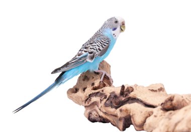 Beyaz arka planda ahşap kaplama üzerinde parlak bir papağan. Egzotik hayvan