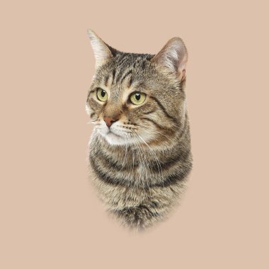 Koyu bej arka planda sevimli bir kedi. Hayvan portresi