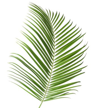 Bir yeşil hindistan cevizi palmiye yaprağı beyaza izole edilmiş.