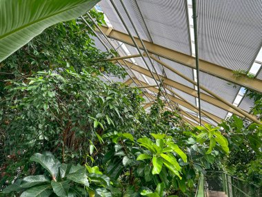 Botanik bahçesinde yetişen yeşil yapraklı güzel bitkiler