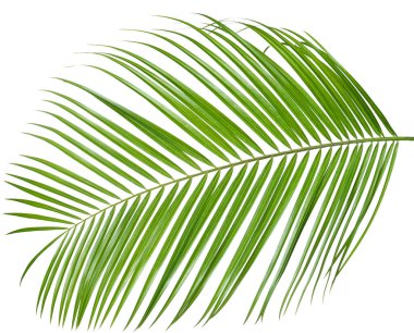 Bir yeşil hindistan cevizi palmiye yaprağı beyaza izole edilmiş.