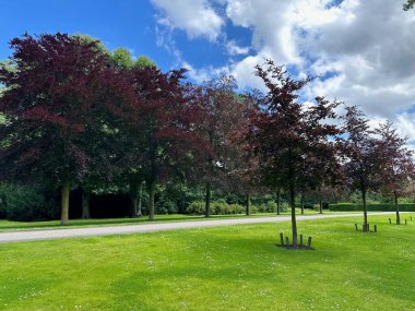 Güzel ağaçlar ve bitkilerde yeşil çimenler