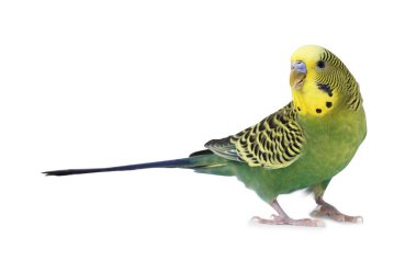 Beyaz arka planda güzel, parlak bir papağan. Egzotik hayvan