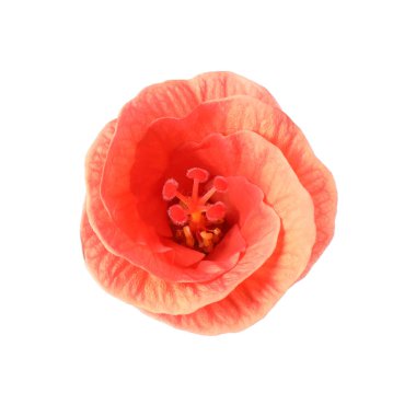 Güzel kırmızı hibiscus çiçek üzerinde beyaz izole
