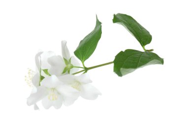 Yasemin çiçekleri dalları ve beyaz yapraklar