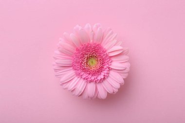 Pembe arka planda güzel bir Gerbera çiçeği, üst manzara.