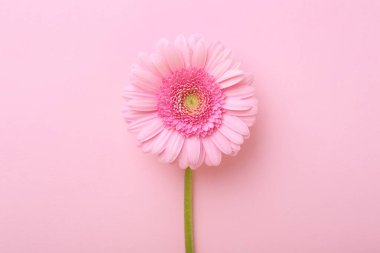 Pembe arka planda güzel bir Gerbera çiçeği, üst manzara.