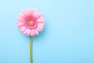 Açık mavi arka planda güzel bir pembe gerbera çiçeği, üst manzara. Metin için boşluk