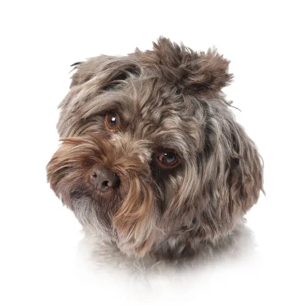 stock image Dog portrait. Cute Maltipoo on white background