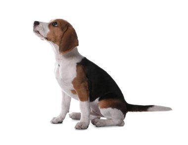 Beyaz arka planda sevimli bir Beagle köpeği. Sevimli hayvan.