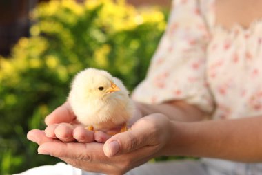 Woman with cute chick outdoors, selective focus. Baby animal