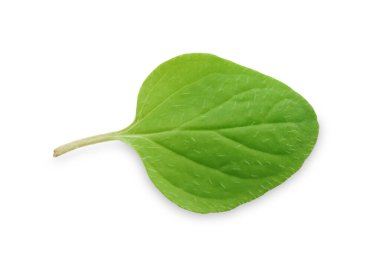 Taze yeşil kekik yaprağı beyaza izole edilmiş.