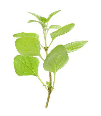 Taze yeşil kekik suyu beyazda izole edilmiş.