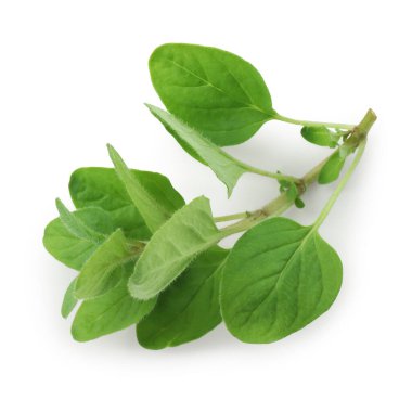 Taze yeşil kekik suyu beyazda izole edilmiş.