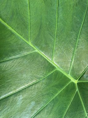 Arkaplan olarak güzel yeşil yaprak, üst görünüm