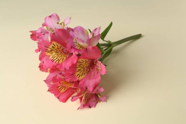 Bej arkaplanda güzel alstroemeria çiçekleri, metin için boşluk