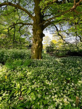 Güzel yeşil ağaç ve botanik bahçesinde yetişen yabani sarımsak çiçekleri.