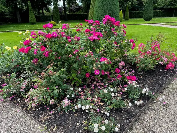 stock image Different types of beautiful rose flowers growing in park