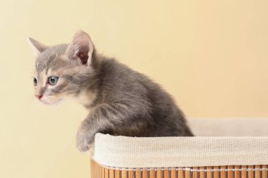 Bej arka planda sevimli pofuduk kedi yavrusu. Yavru hayvan