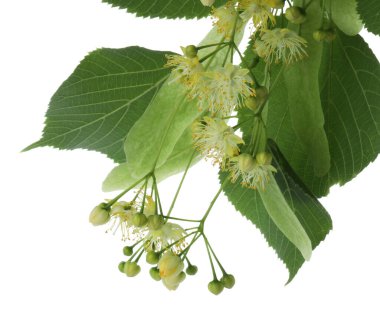 Kireç çiçekli dallar ve beyaz yapraklar.