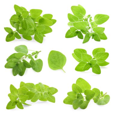 Taze yeşil kekik, beyaz üzerine izole edilmiş, set.