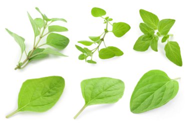 Taze yeşil kekik, beyaz üzerine izole edilmiş, set.