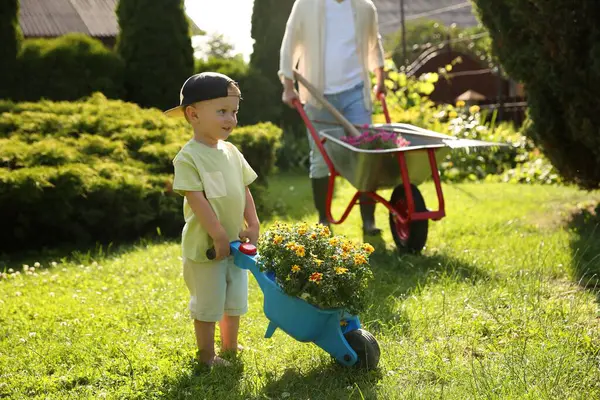 stock image Father with his son pushing wheelbarrows full of beautiful flowers and gardening tools outdoors, closeup