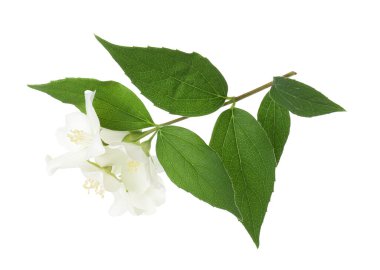 Branch of jasmine flowers and leaves isolated on white clipart