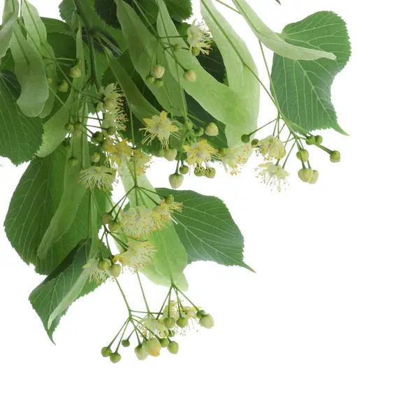 stock image Branch with linden flowers and leaves isolated on white