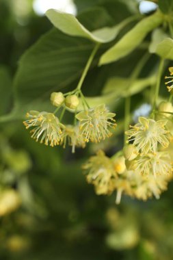 Çiçekleri ve yeşil yaprakları olan güzel ıhlamur ağacı.