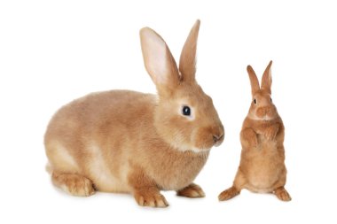 Anne tavşan ve yavru tavşan beyazda izole edilmiş.