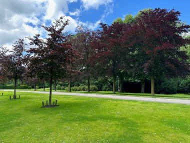 Güzel ağaçlar ve bitkilerde yeşil çimenler